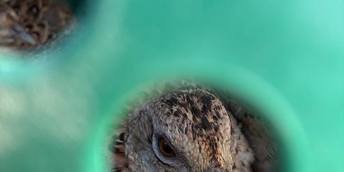 Über 1.000 Fasane für die Region