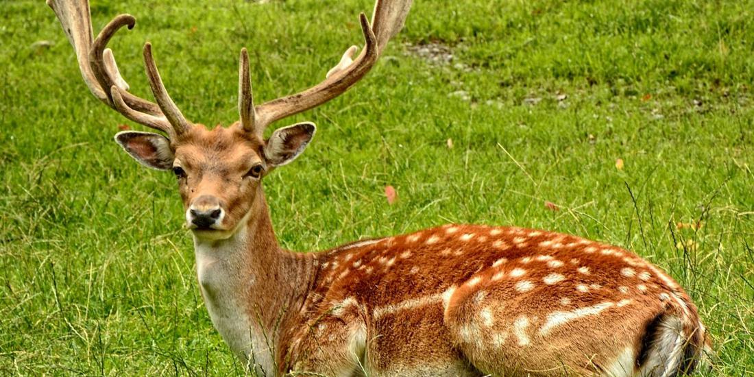 Brown Deer Laying Auf Grasfeld